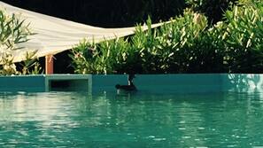 Piscina al aire libre, sombrillas, tumbonas