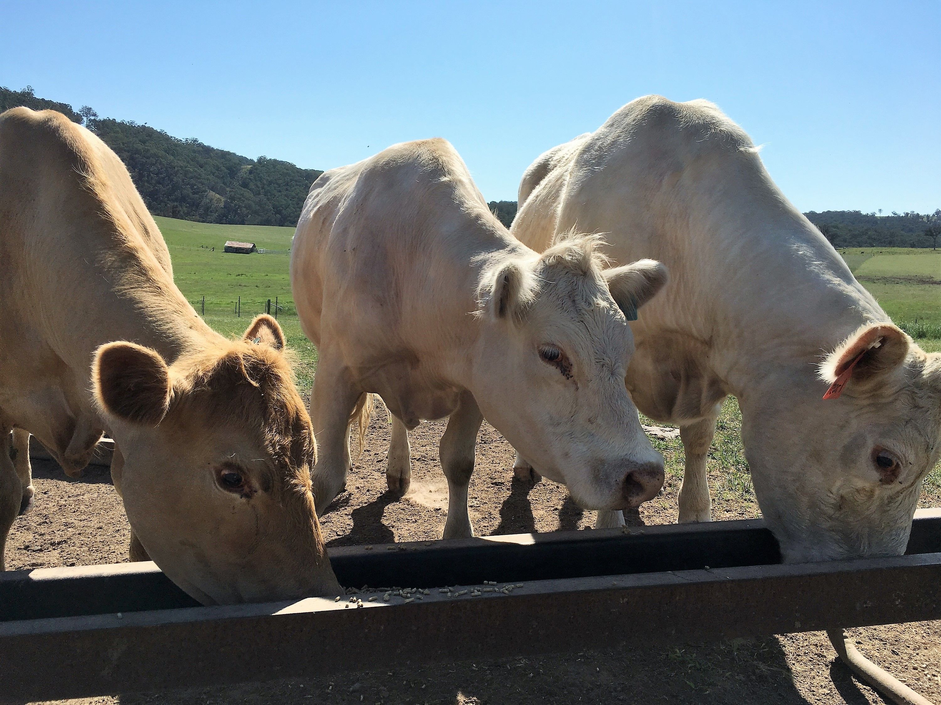 Waterfall Way Farmstay