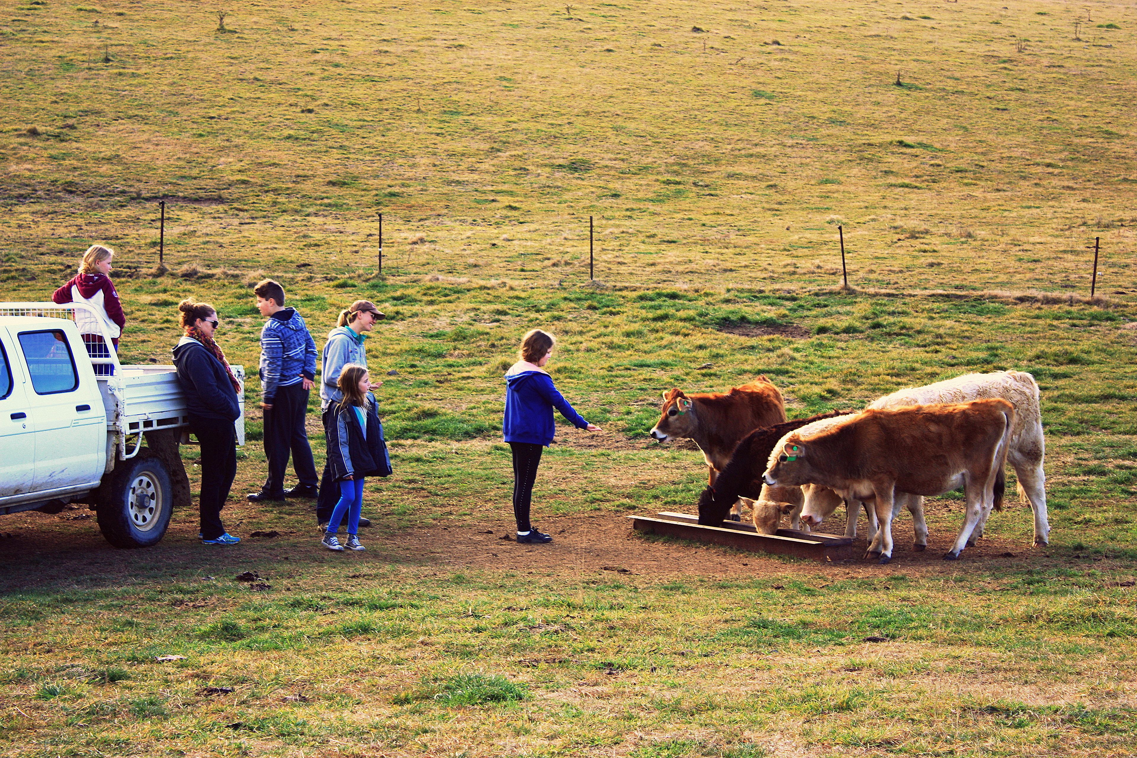 Waterfall Way Farmstay