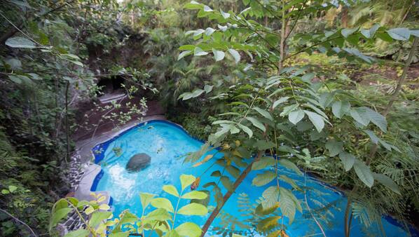 Piscina cubierta o al aire libre