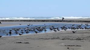 Perto da praia, passeios de caiaque