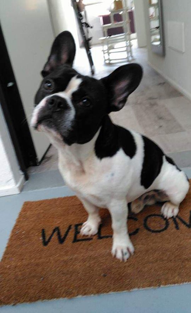 Foto - Levante Residence