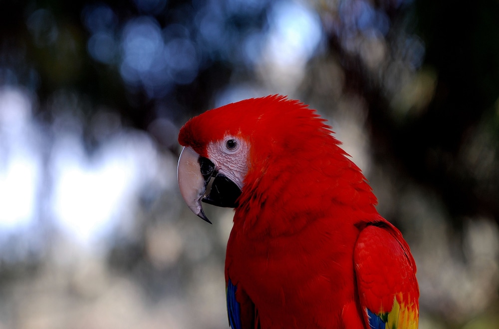 Foto - Petit Hotel Es Figueral