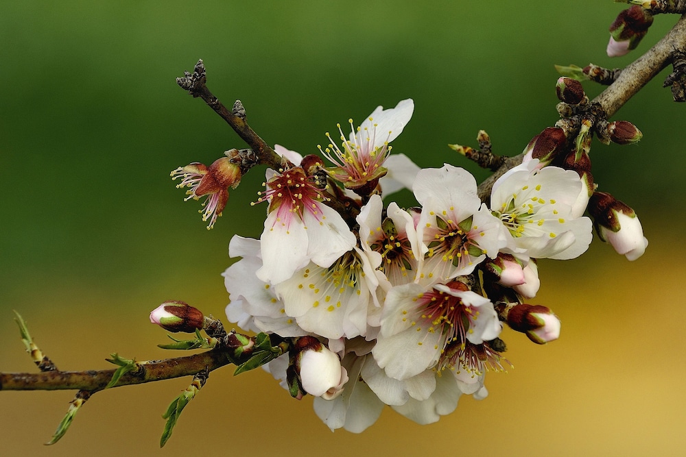 Foto - Petit Hotel Es Figueral