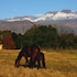 Ardmore Guest Farm