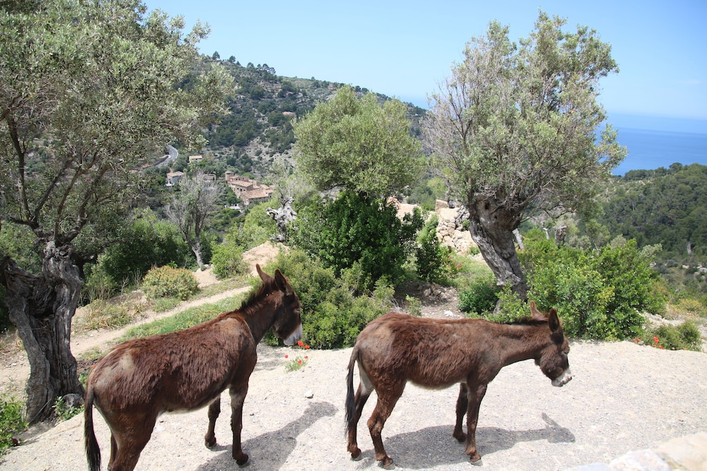 Photo - El Nido de Alaro - Turismo de Interior