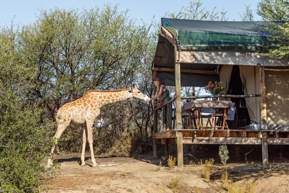Chandelier Game Lodge Reviews Photos Rates Ebookers Com Curly Selected Item