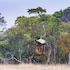Mukambi Fig Tree Bush Camp – All Inclusive