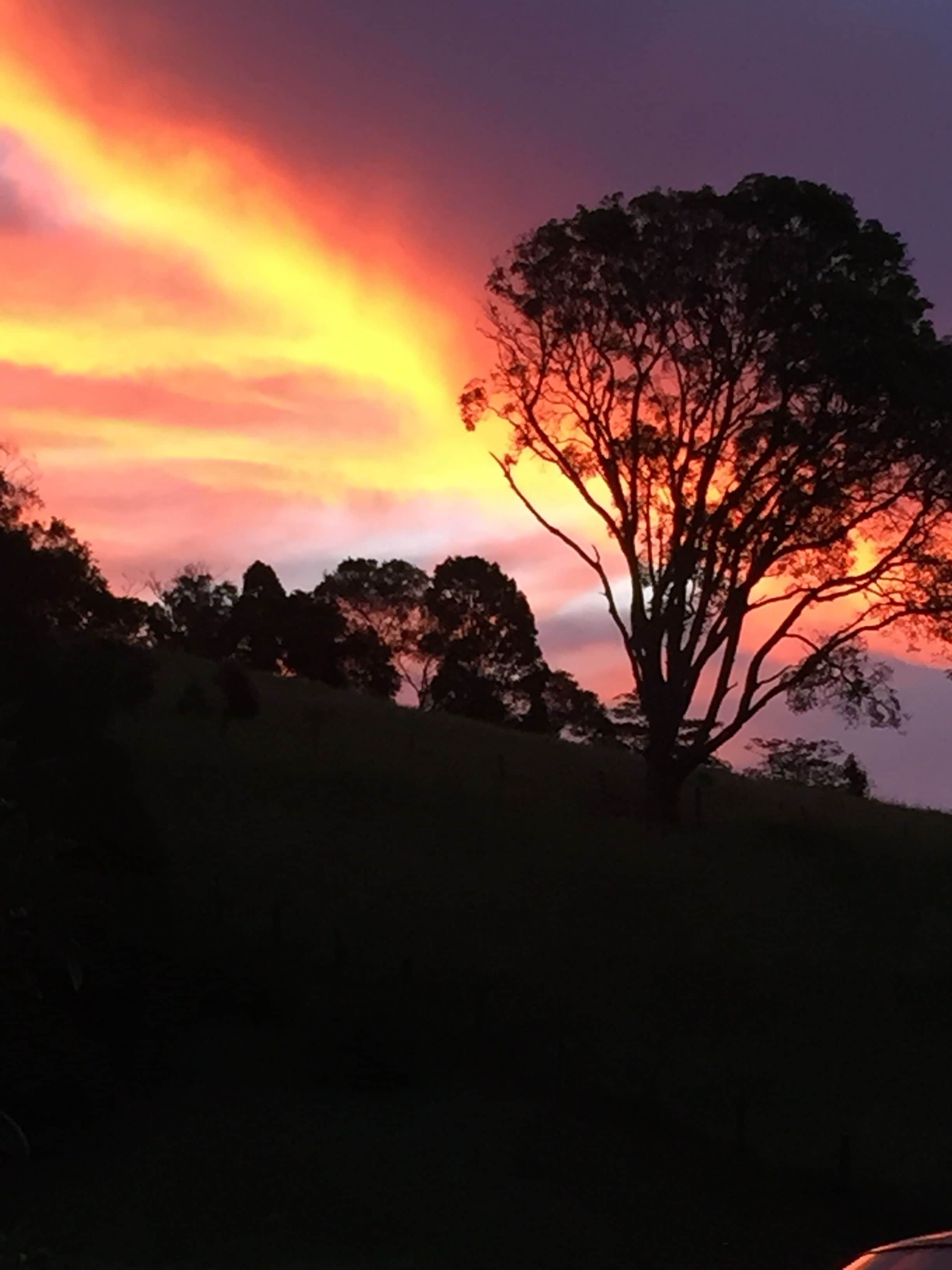 Fig Tree Retro Studio