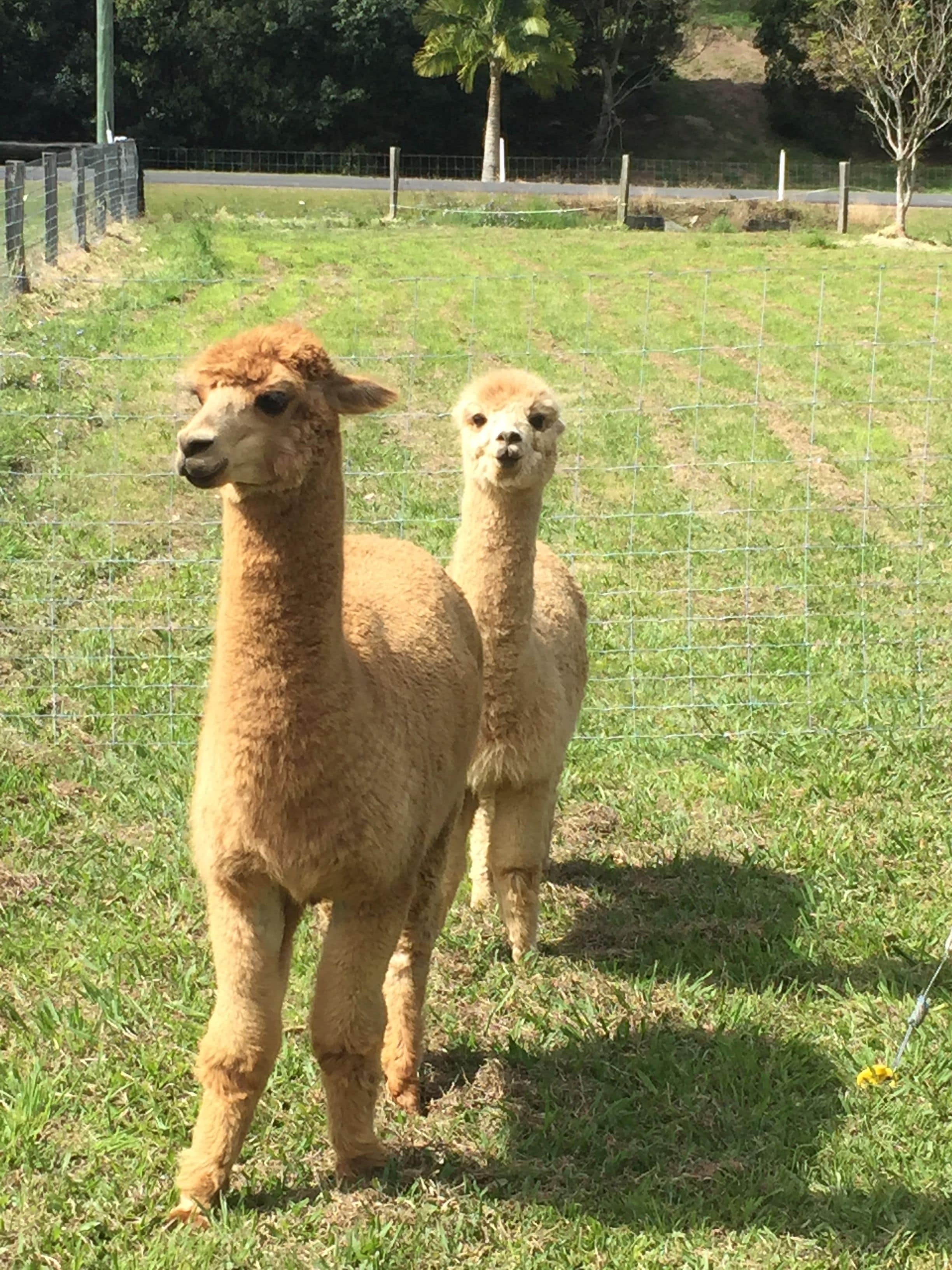 Fig Tree Retro Studio