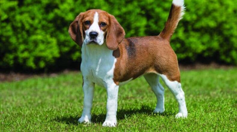 Fig Tree Retro Studio