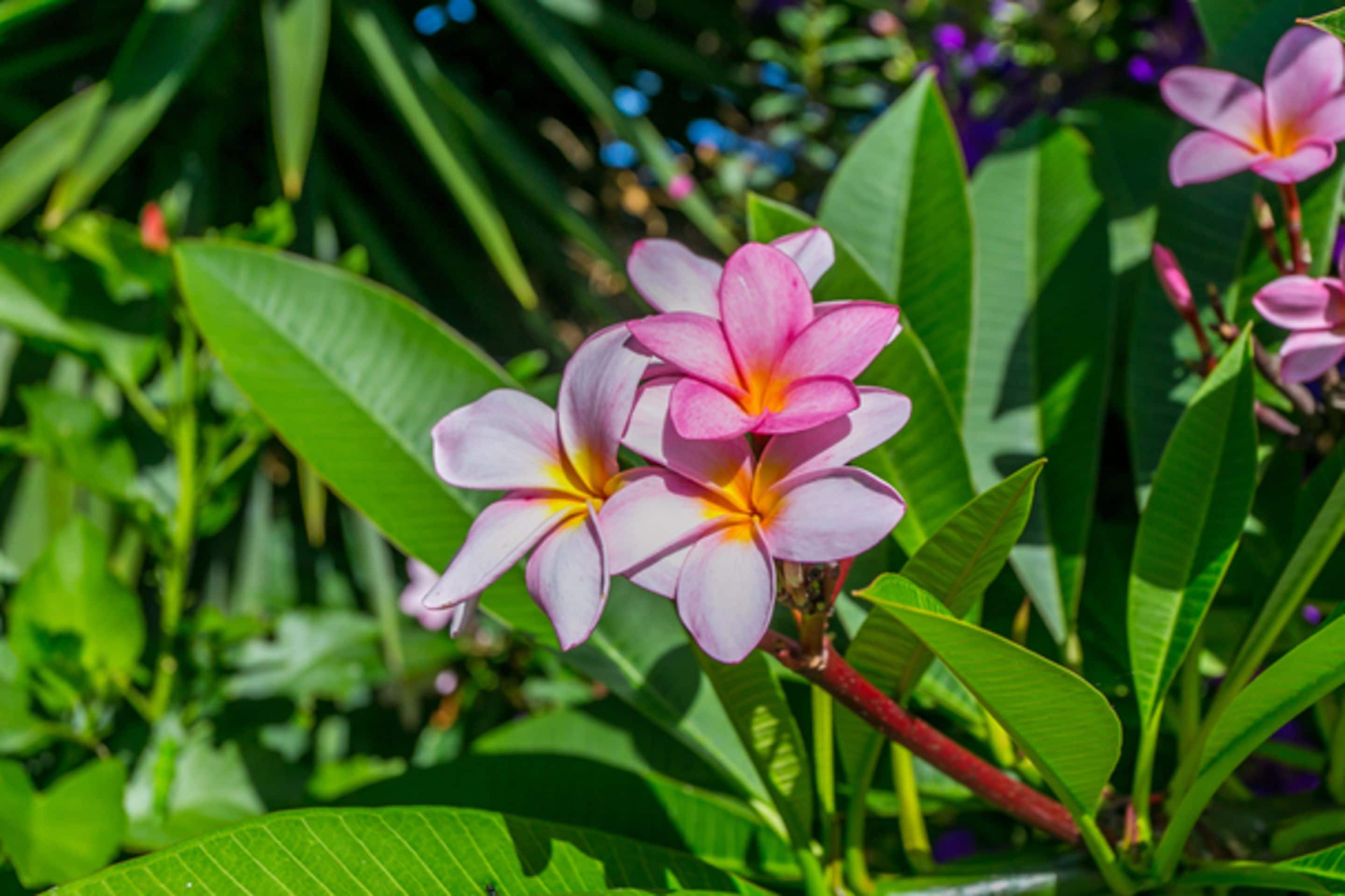 Fig Tree Retro Studio