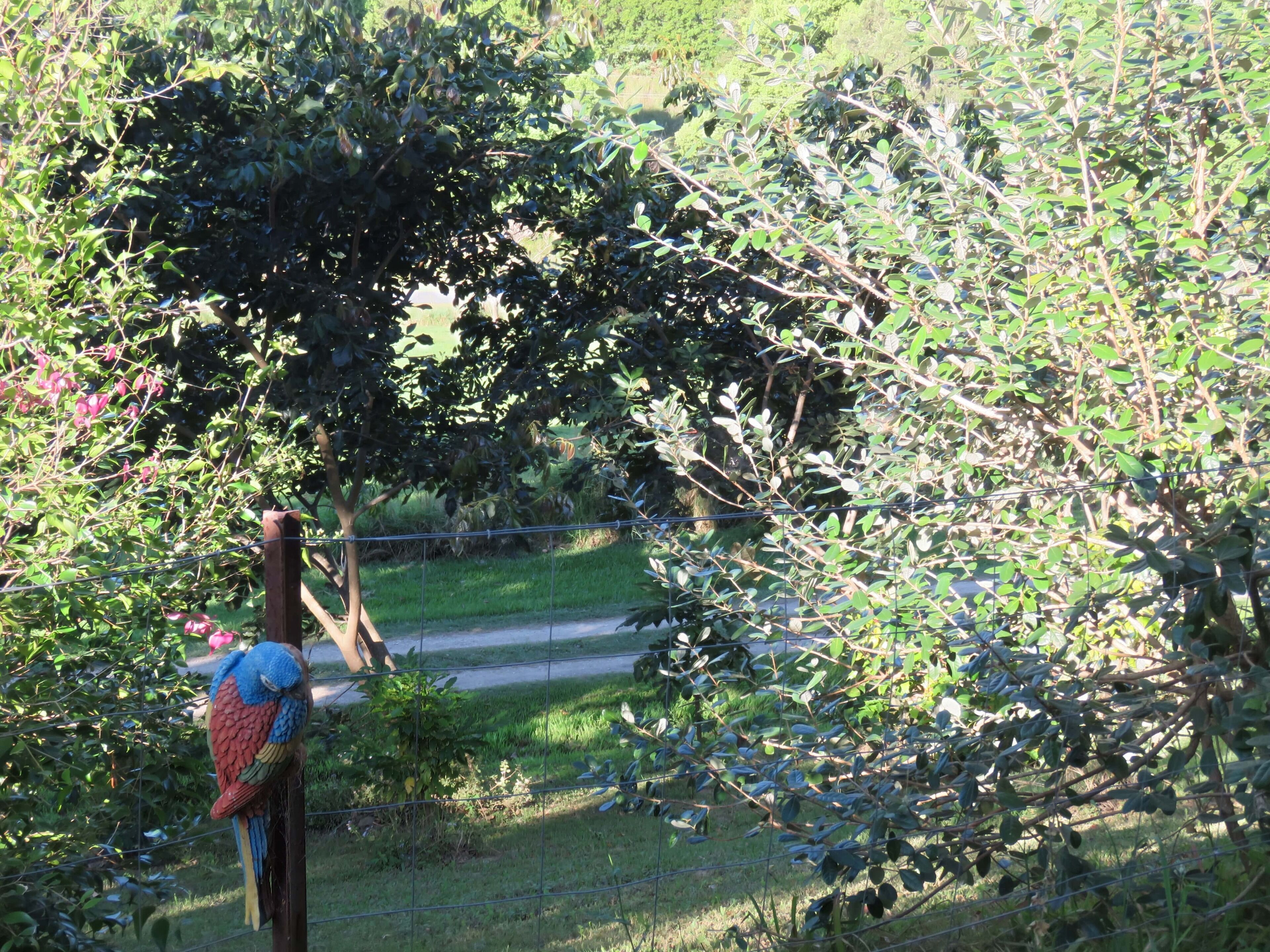 Fig Tree Retro Studio