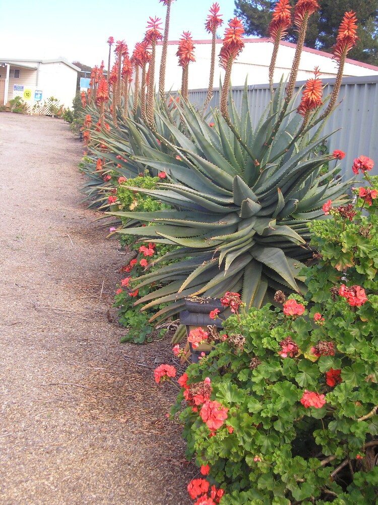 Property grounds, Moonta Bay Accommodation