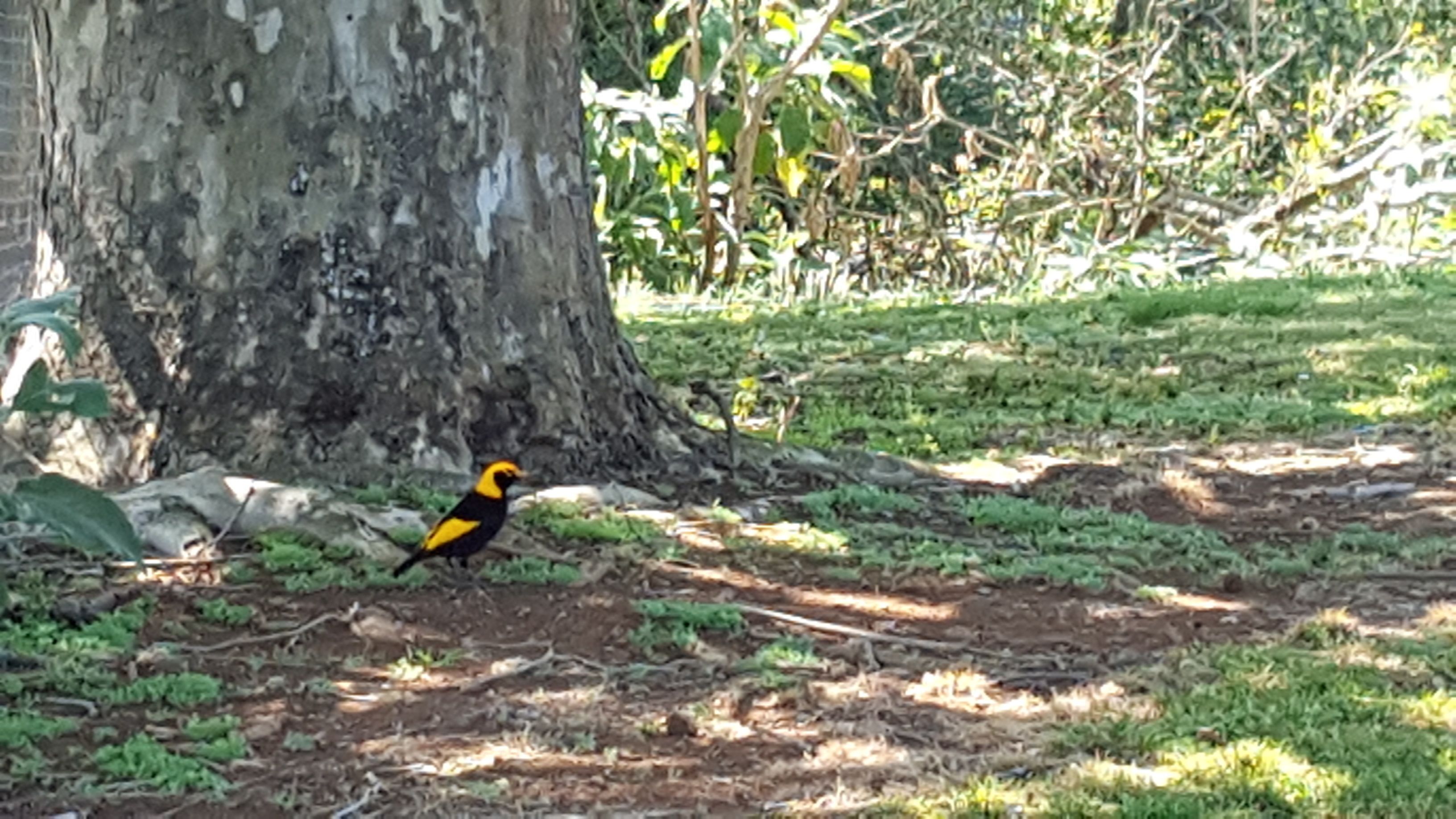 Lookout Mountain Retreat