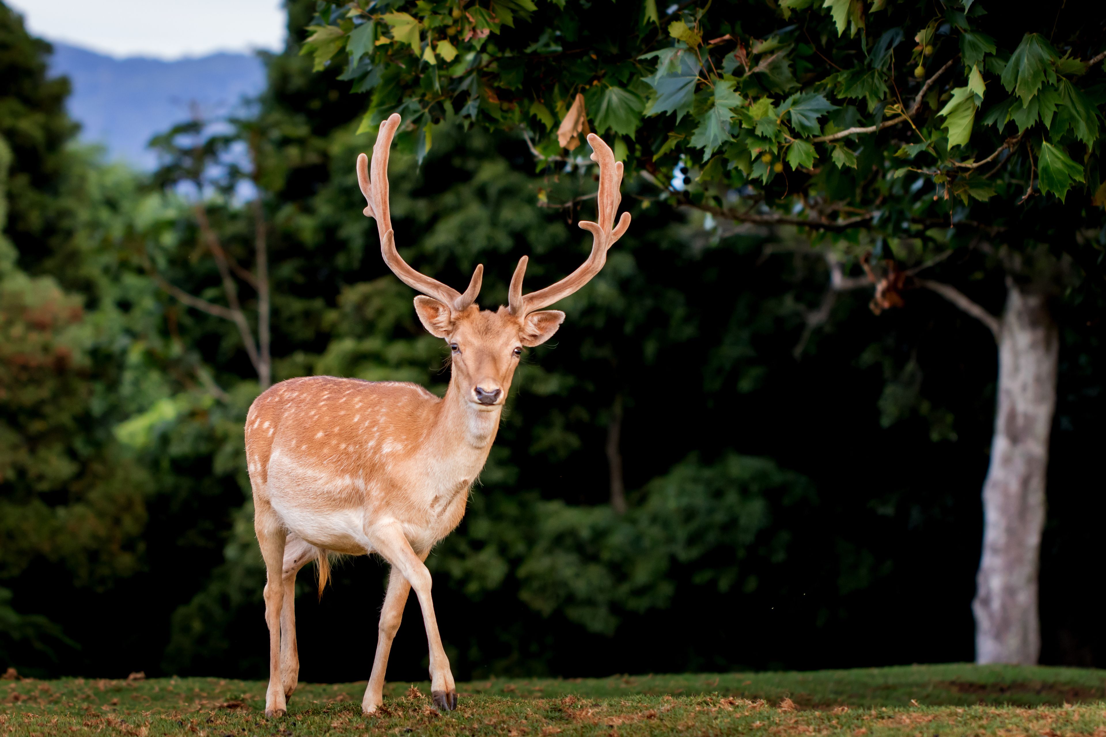 Lookout Mountain Retreat