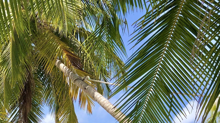 Madi Finolhu Guesthouse