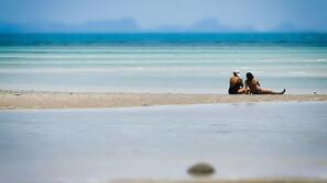 Plage à proximité, kayak