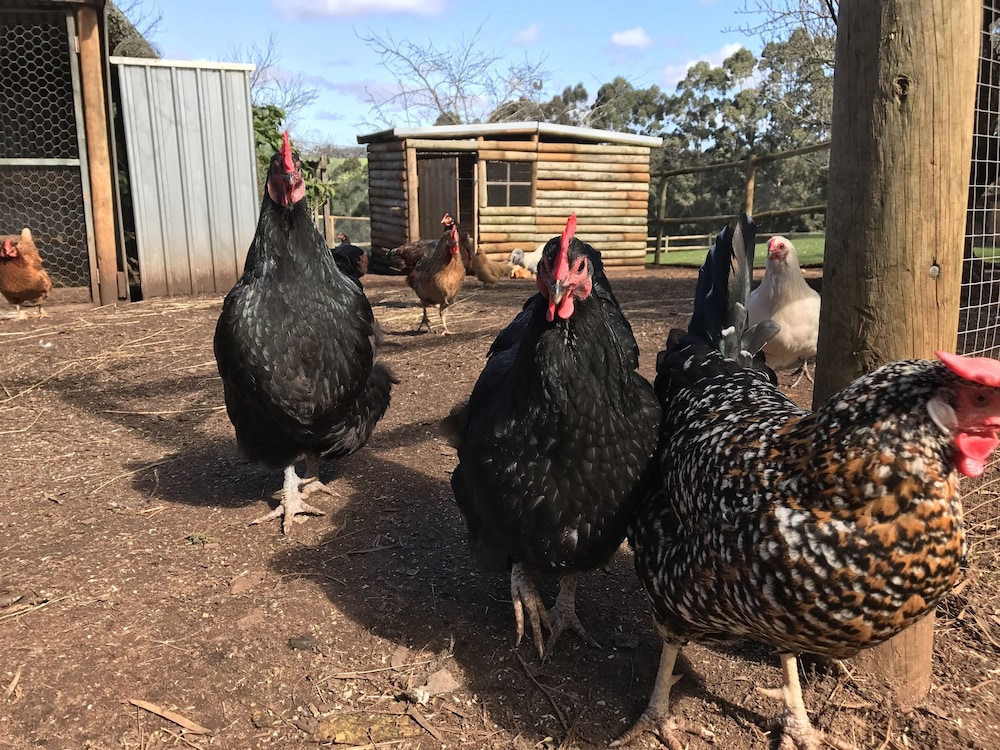 Pump Hill Farm Cottages Pemberton, AUS