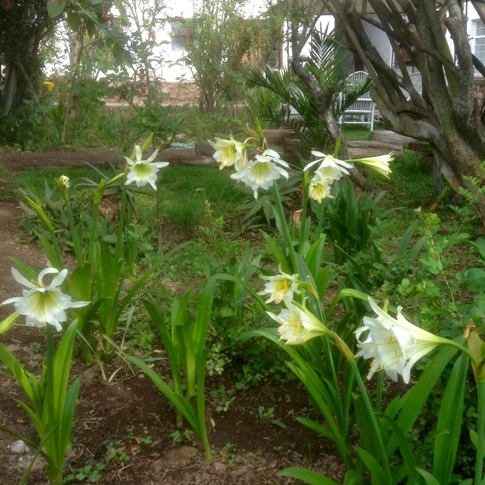 Photo - Hospedaje Venka Urubamba