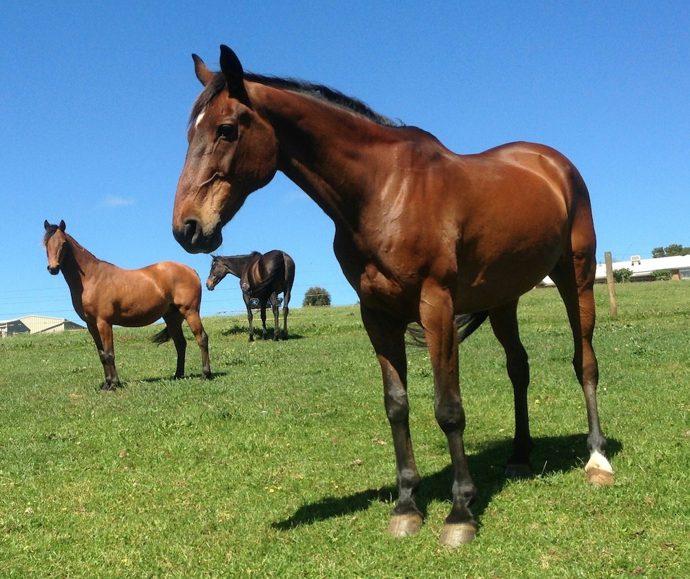 Farm Accommodation