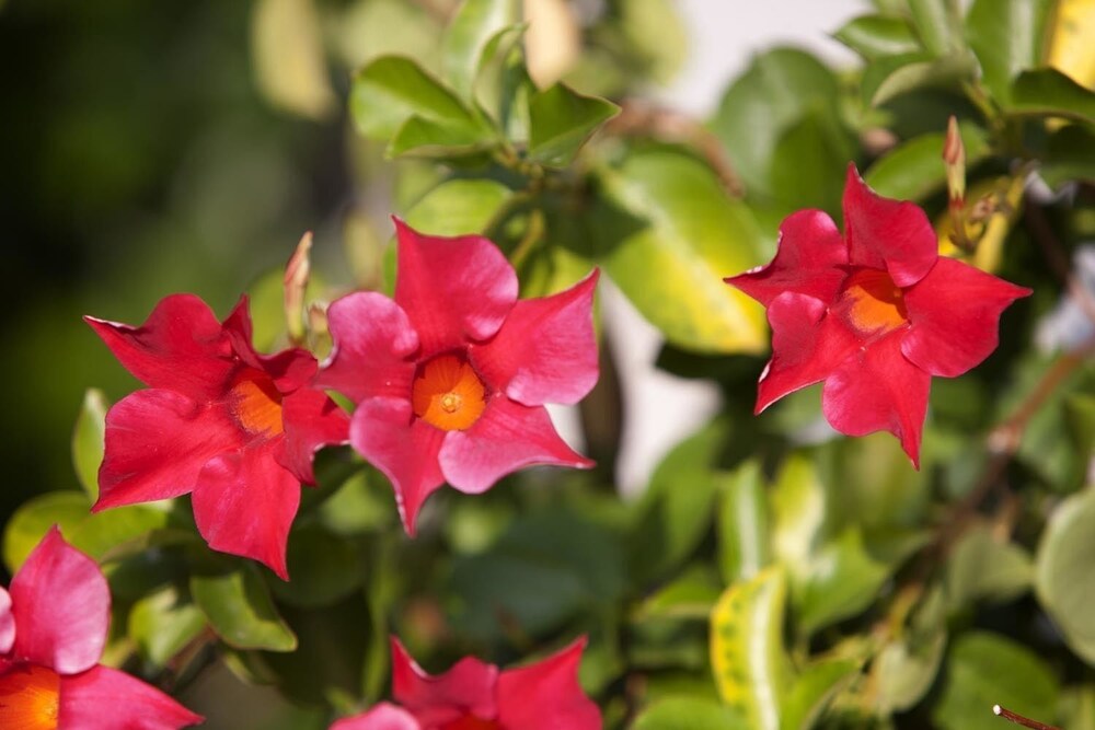 Photo - Hotel Zurigo Downtown