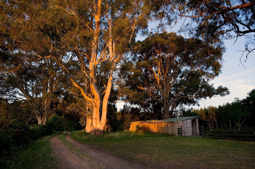 The Gums