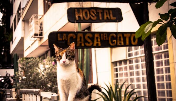 Hostal Casa Del Gato In Cali Colombia Expedia