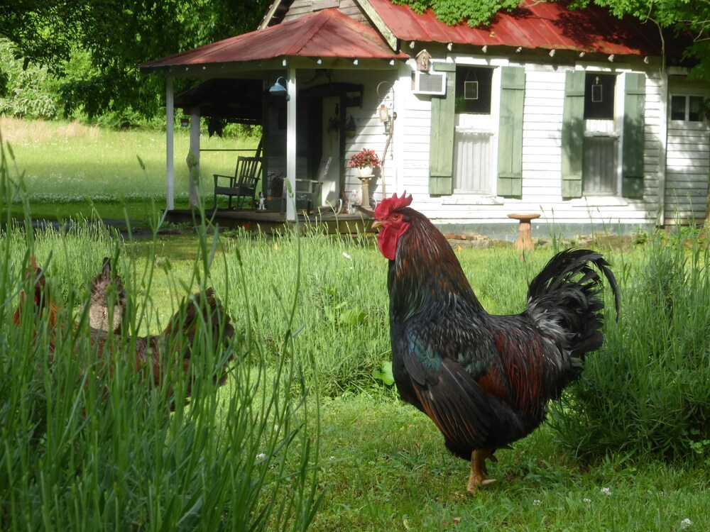 Cozy Cottage at Lavender Farm near Jack Daniel's Distillery, with