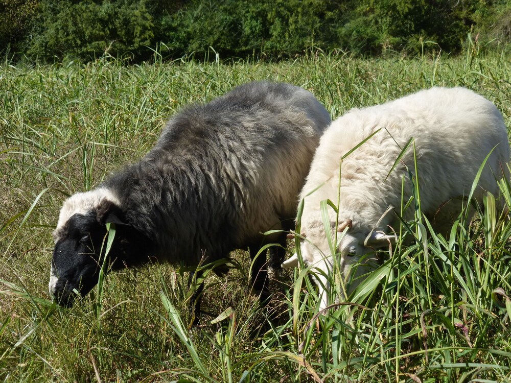 Cozy Cottage at Lavender Farm near Jack Daniel's Distillery, with