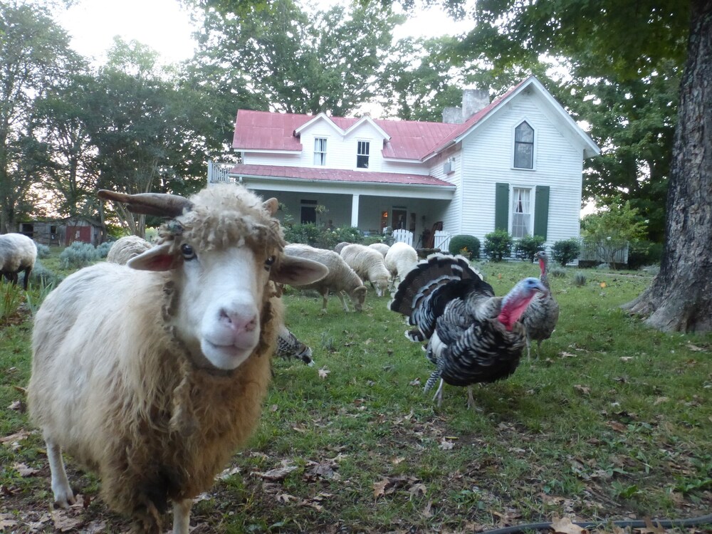 Cozy Cottage at Lavender Farm near Jack Daniel's Distillery, with