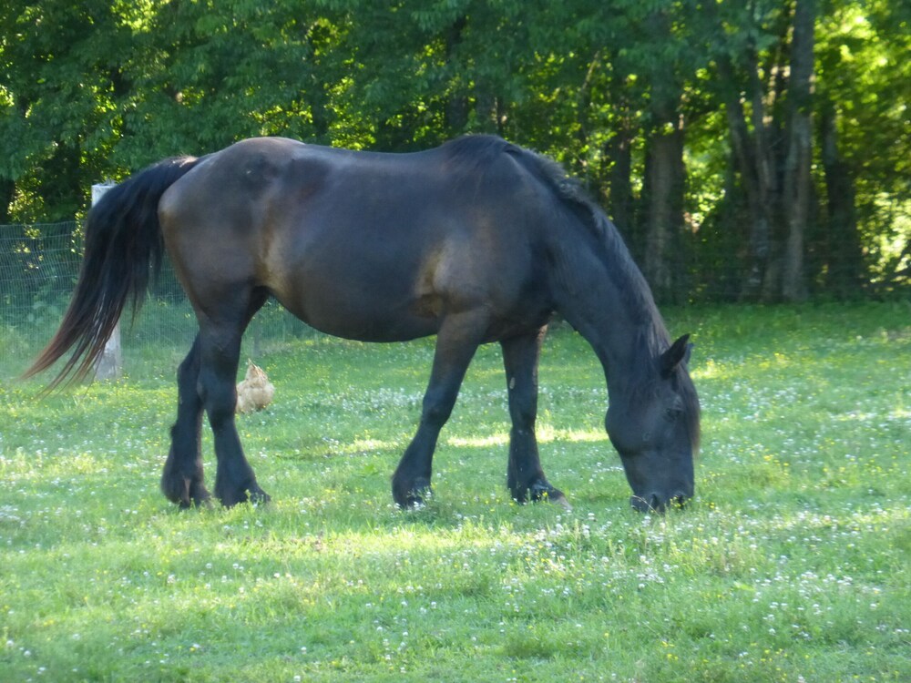 Cozy Cottage at Lavender Farm near Jack Daniel's Distillery, with