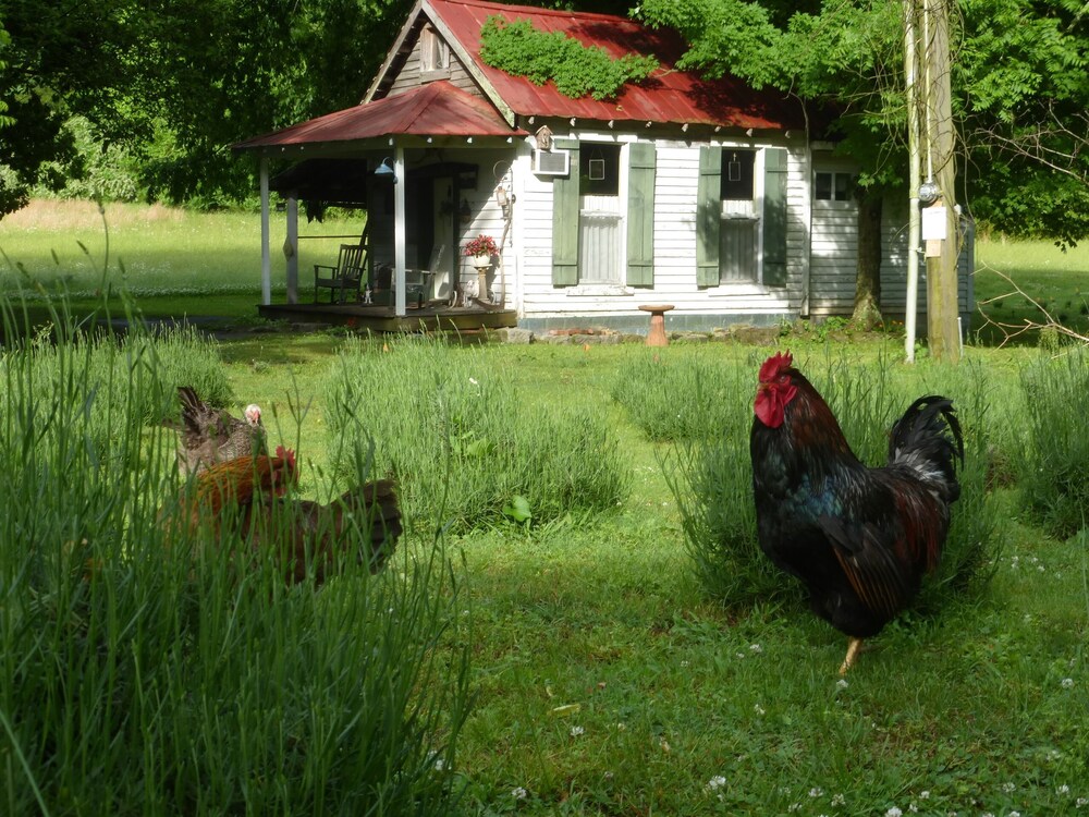 Cozy Cottage at Lavender Farm near Jack Daniel's Distillery, with