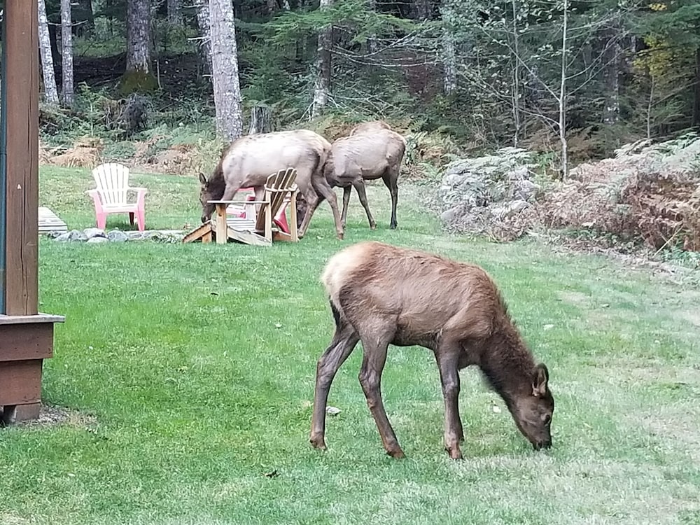 Cozy Studio Apartment Near Crystal Mtn Ski Resort & Mt Rainier National