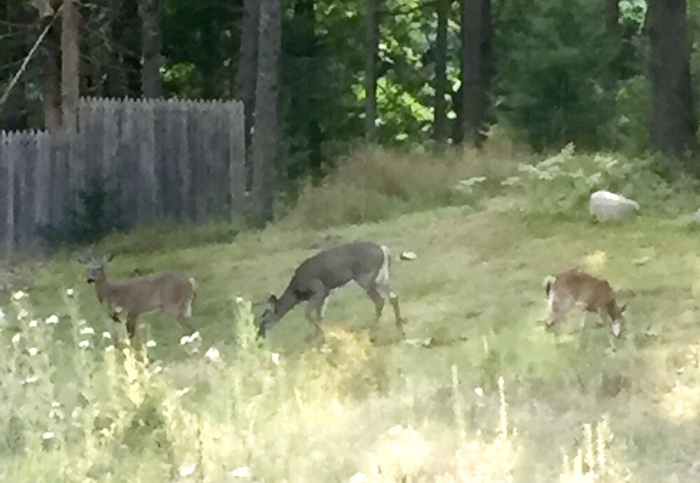 FARMHOUSE newly renovated in heart of Acadia with wild blueberries on 3