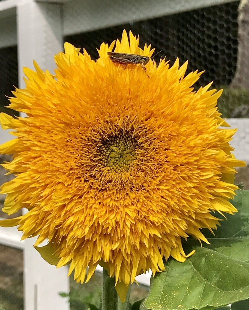 FARMHOUSE newly renovated in heart of Acadia with wild blueberries on 3