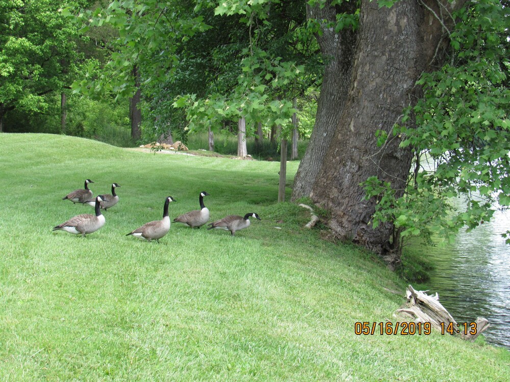 Riverfront home on South Holston River Perfect for Fishing, Hiking, Relaxing