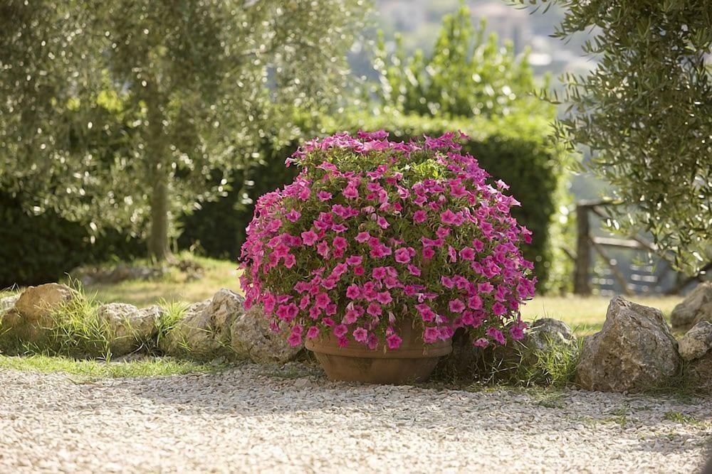 Foto - Podere Sant'Elena