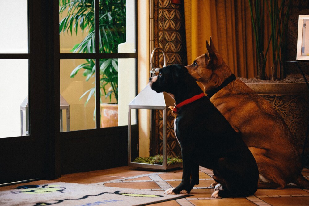 Pet-friendly, Kimpton Canary Hotel, an IHG Hotel