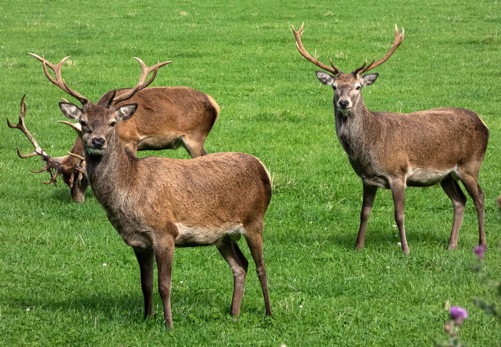 Loch Rannoch Hotel & Estate