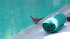 Una piscina al aire libre, sombrillas, tumbonas