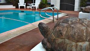 Outdoor pool, pool umbrellas, pool loungers