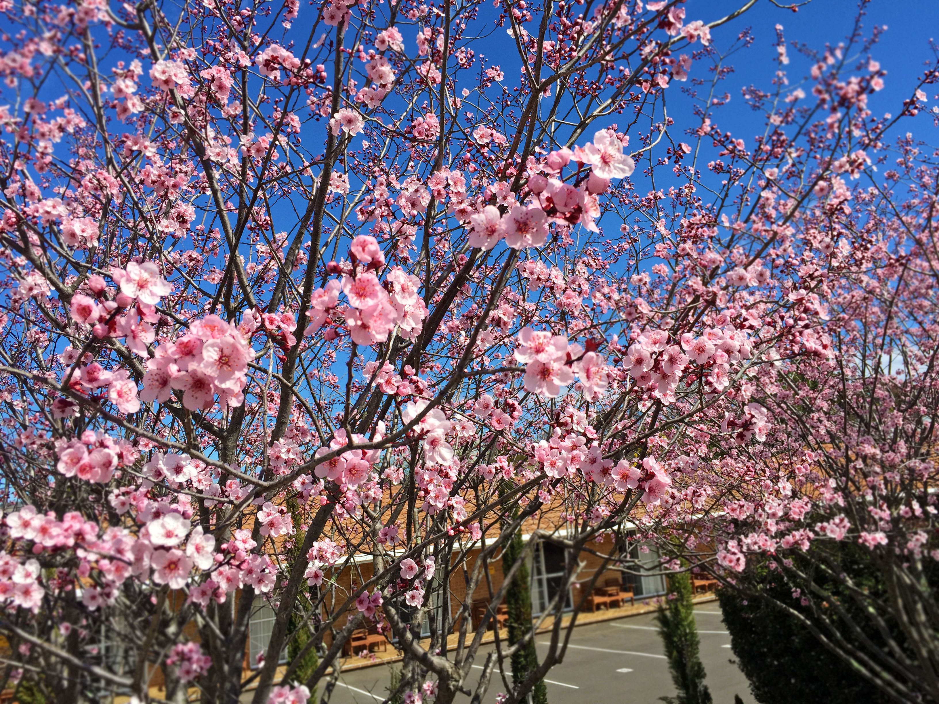White Lanterns Motel