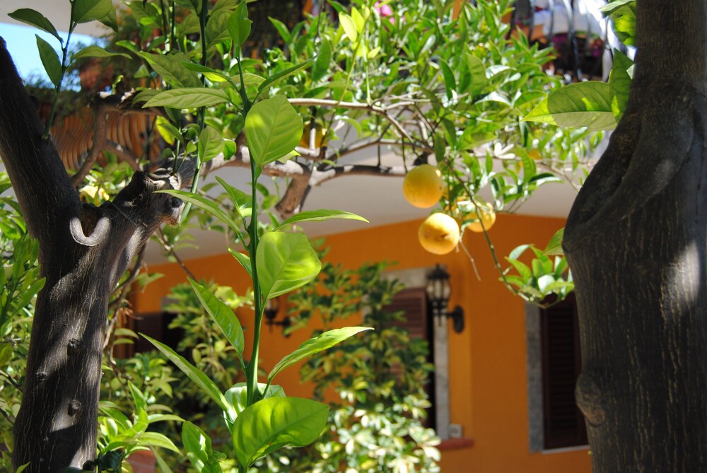 Photo - Residence Villa Il Glicine