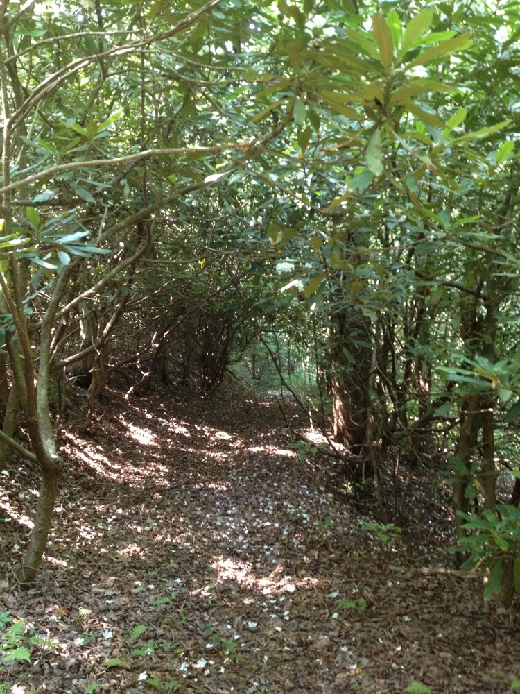 Luxury cabin overlooking large trout pond at former summer camp .. Come and play