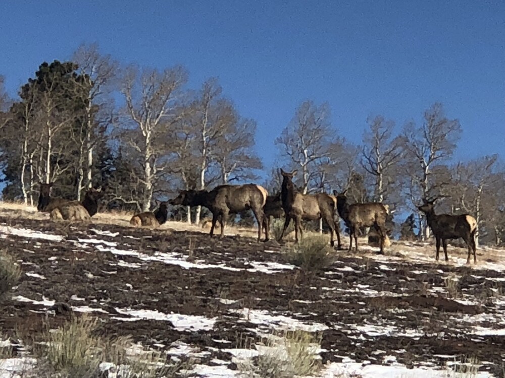 Elk Crossings Cabin Rent, Fort Garland, CO Vacation Rental Cabin ByOwner
