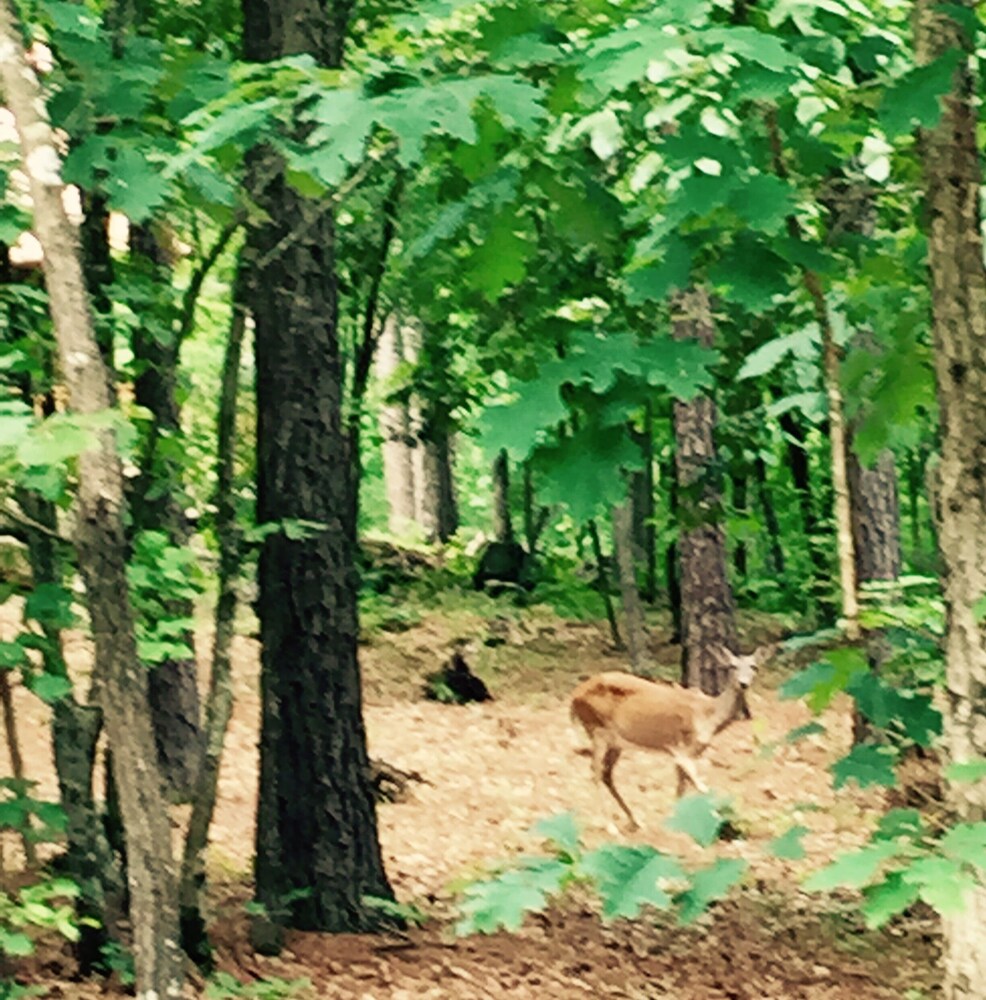 Lake Ouachita luxury log cabin close to lake<br>Book now!  Hiking, Crystal digging