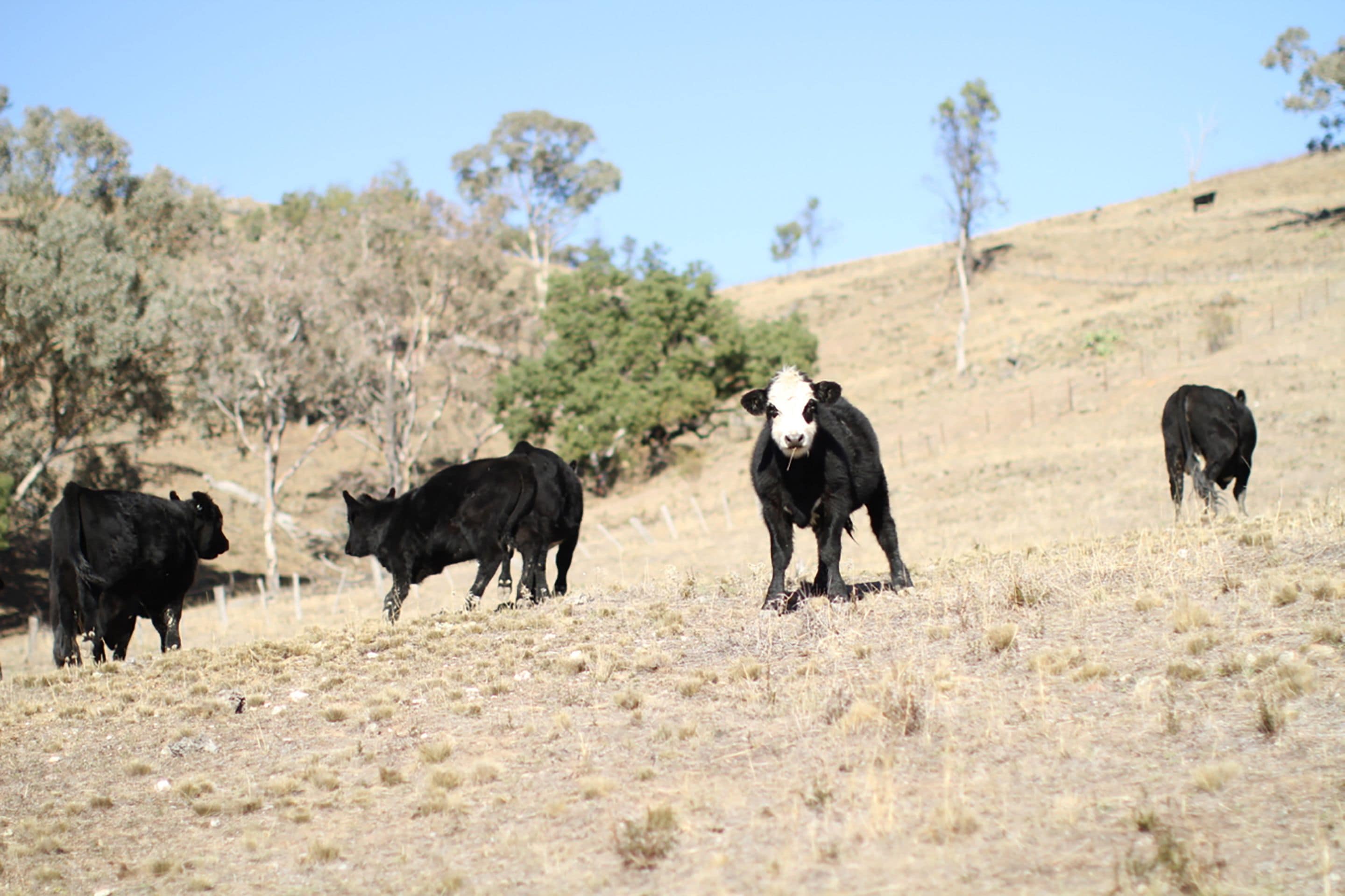Canguri Boutique Farmstay Cottage