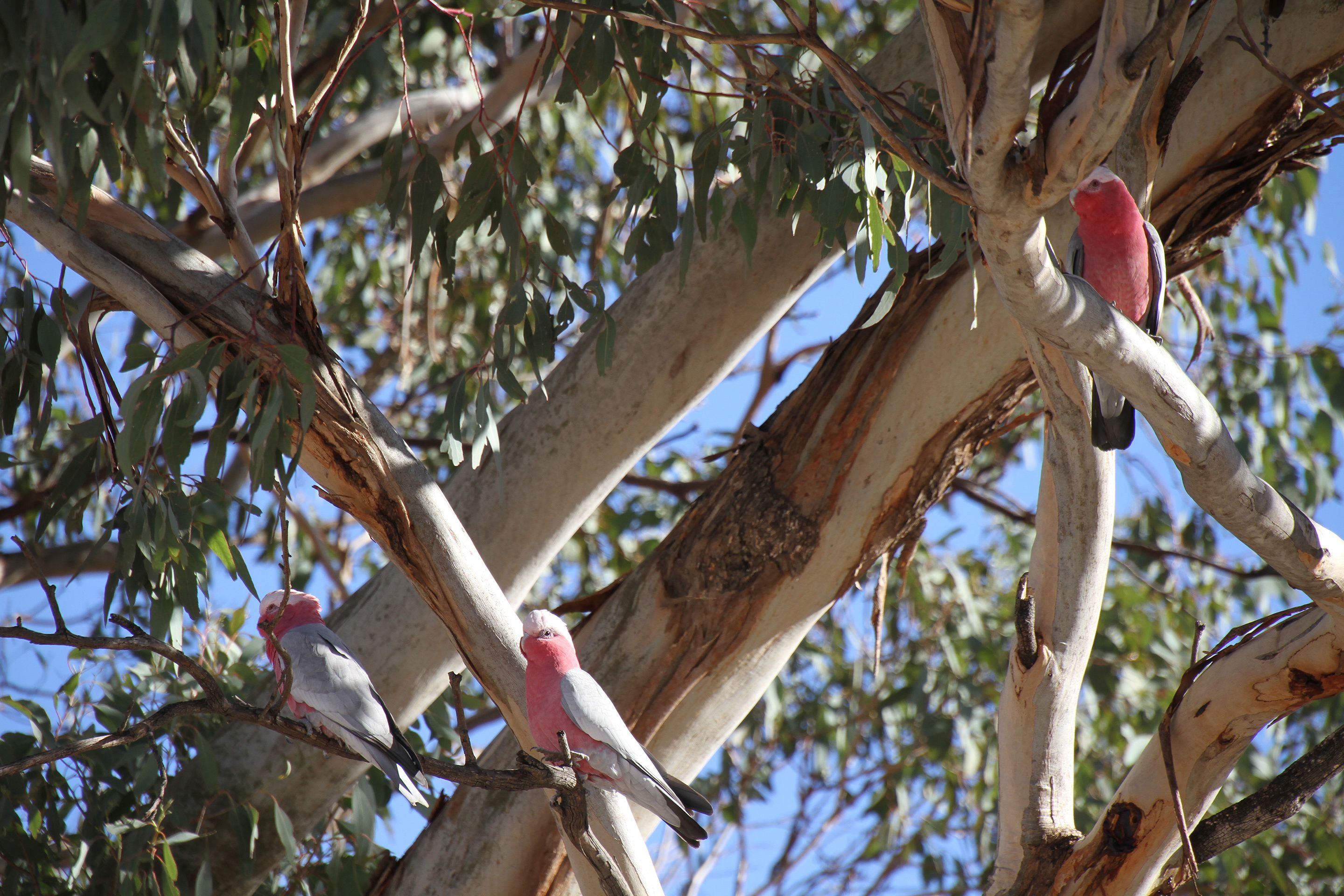 Canguri Boutique Farmstay Cottage