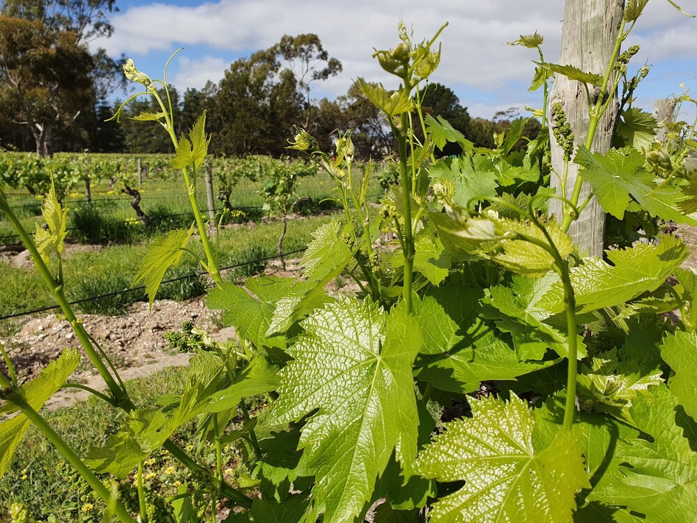 Under the Vines